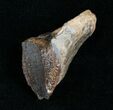 Huge Triceratops Tooth - #4467-2